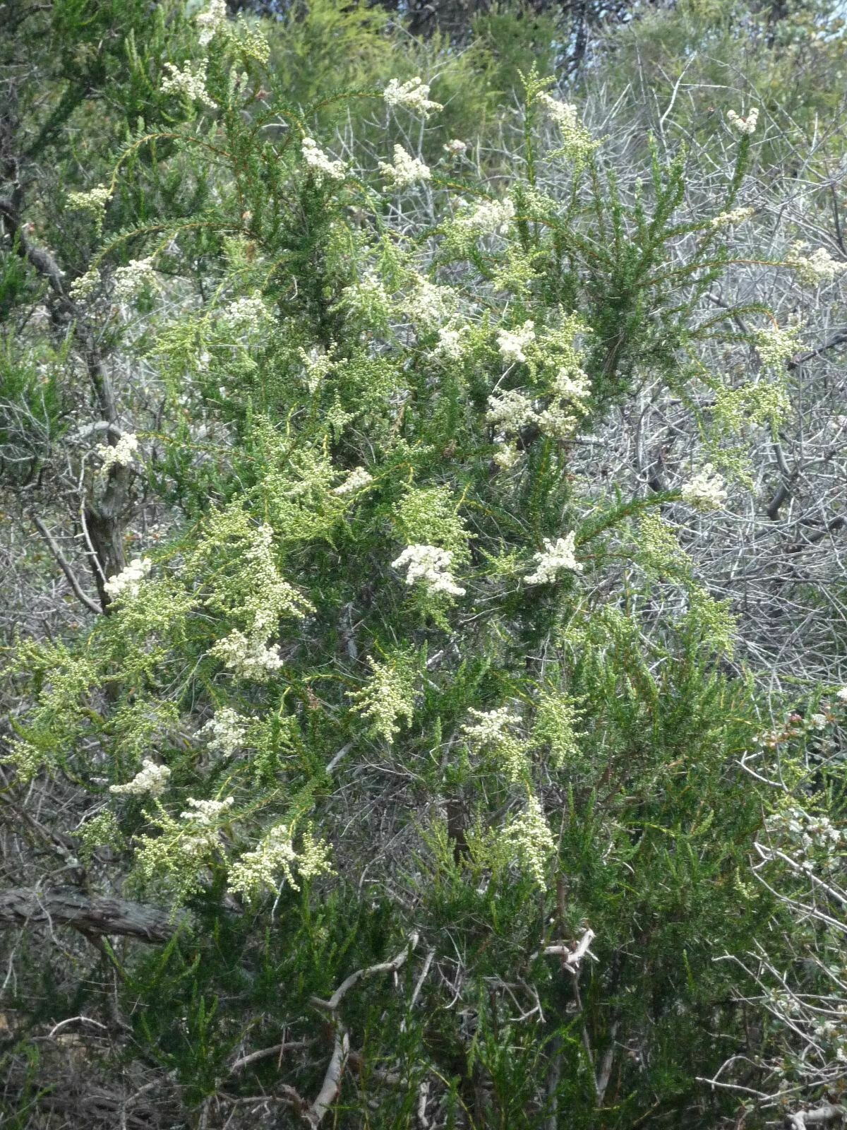 High Resolution Adenostoma fasciculatum Plant